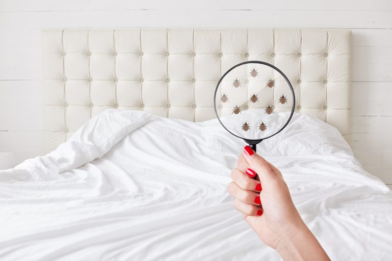 How to Check for Bed Bugs and What to Do if You Find Them!