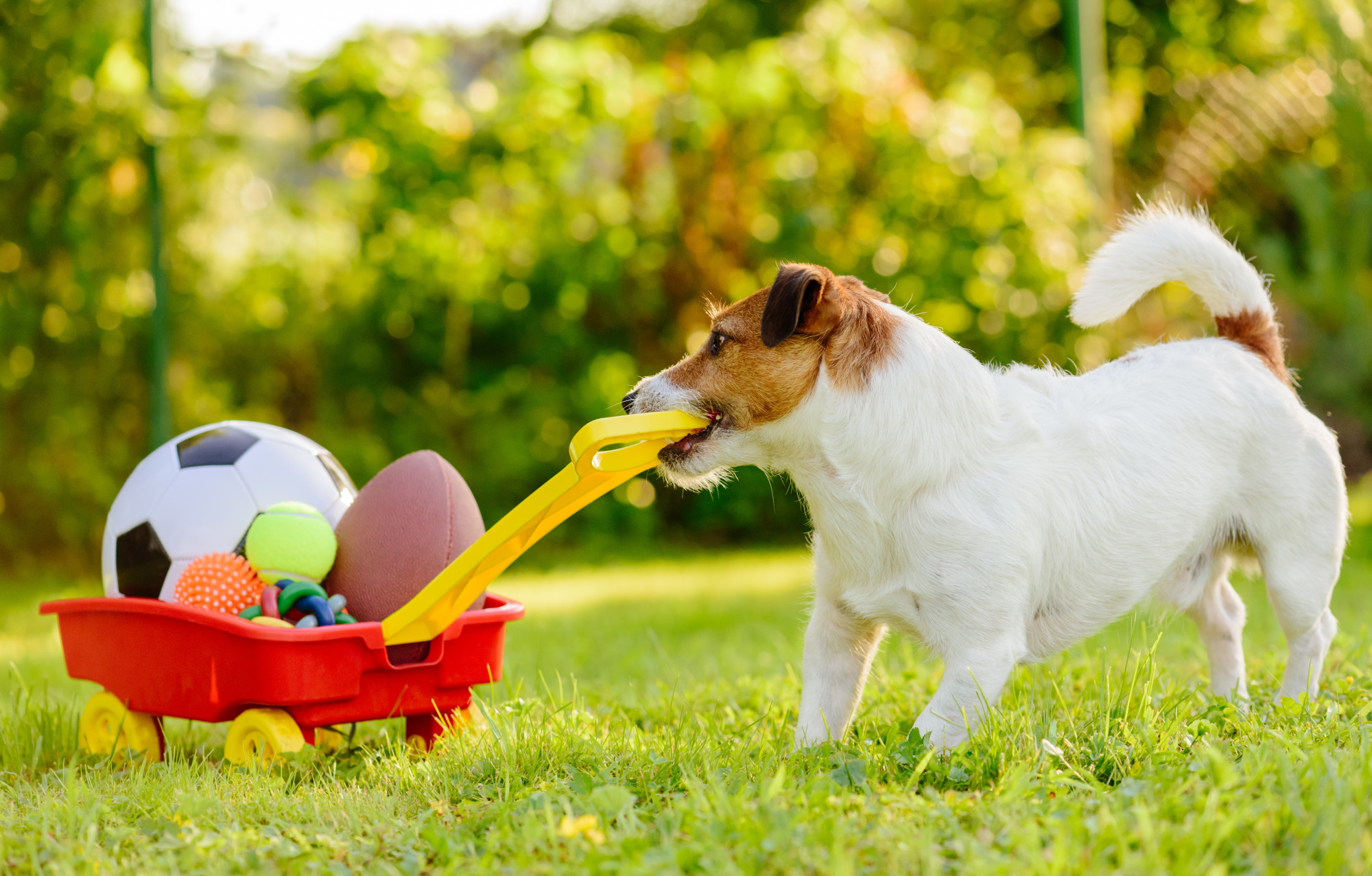 5-key-tips-for-starting-your-own-successful-pet-supply-store
