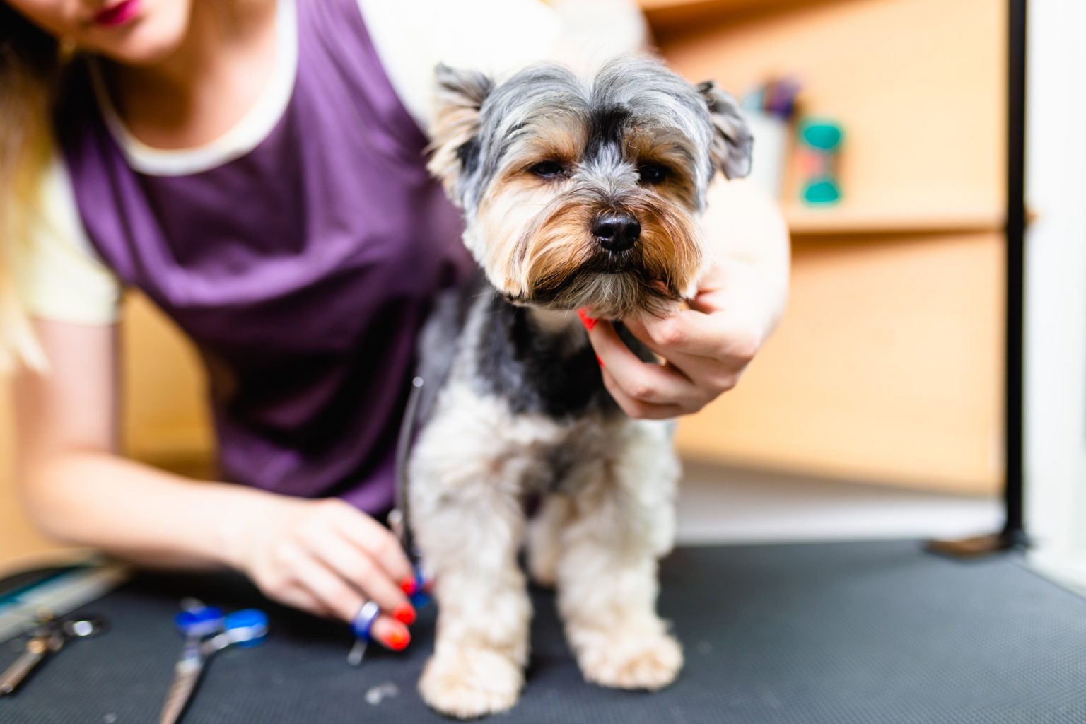 What Is the Average Price of Dog Grooming?