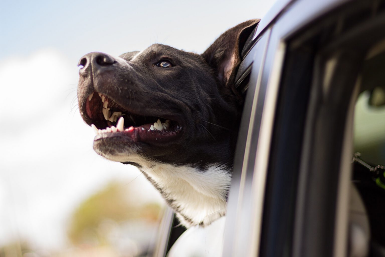 The Best Ways to Secure Dog in Car