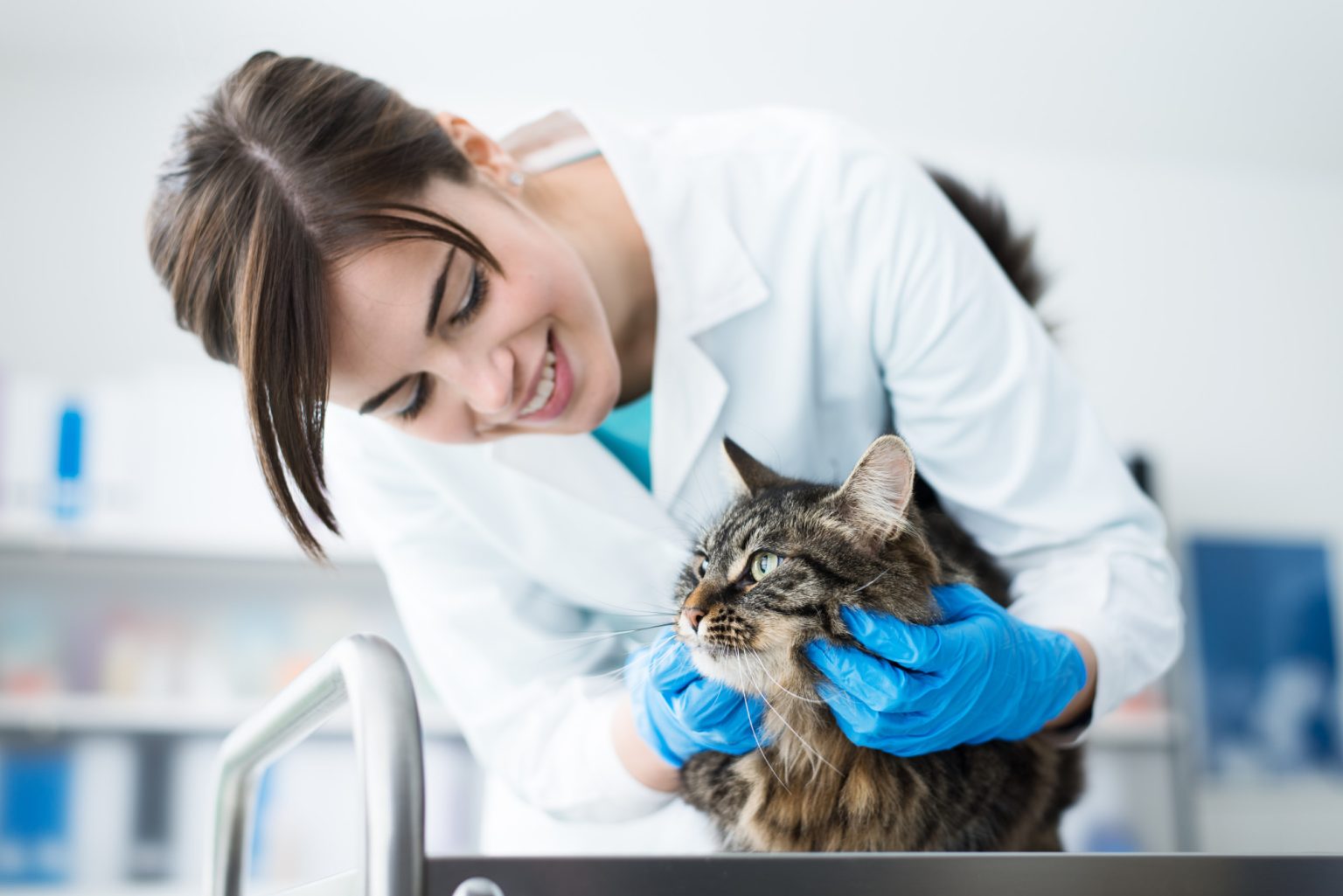5 Fantastic Tips About Starting Your Own Veterinary Practice