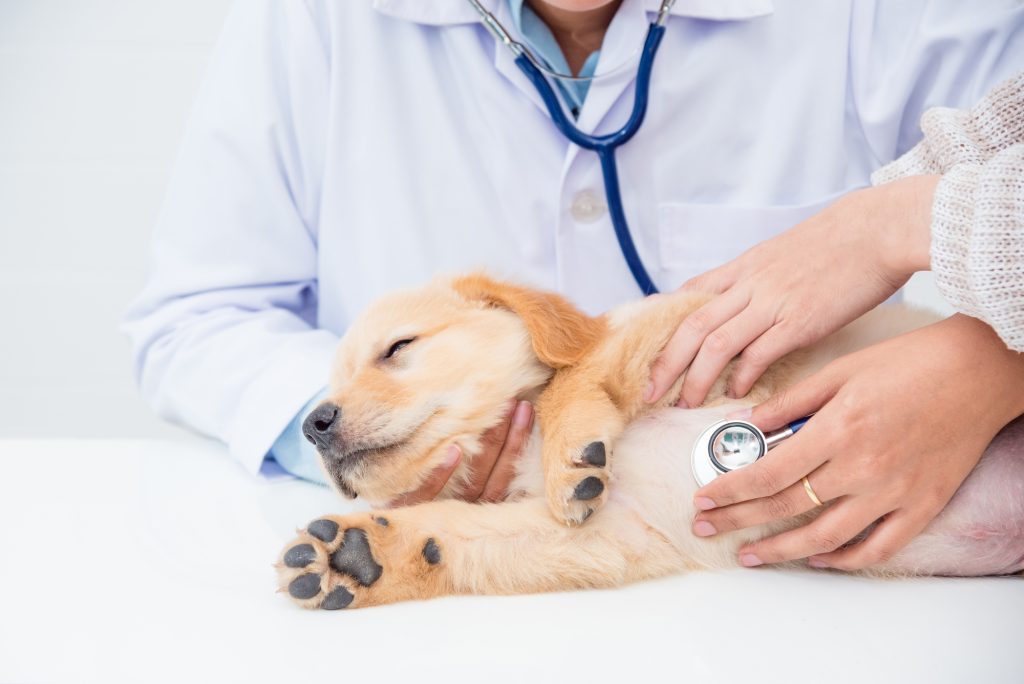 3 Tips for Starting Your Own Veterinary Clinic