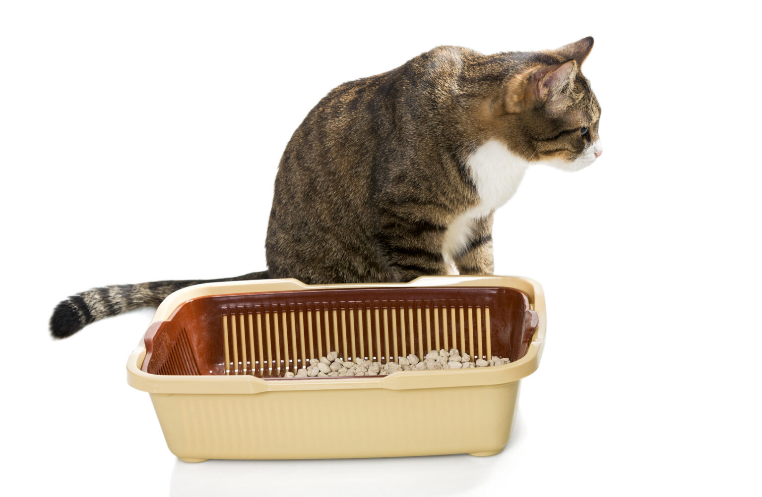 How to Set Up and Maintain a Cat’s Litter Box